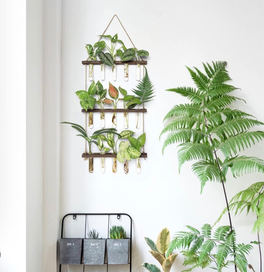 15 glass test tubes hanging in a 3 tier timber stand hanging on a wall filled with plant cuttings