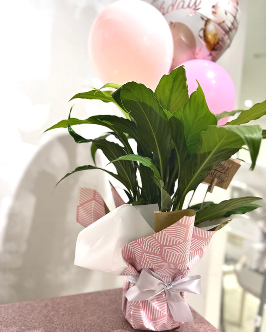 Potted Peace Lily Gift Delivery Brisbane South and Logan