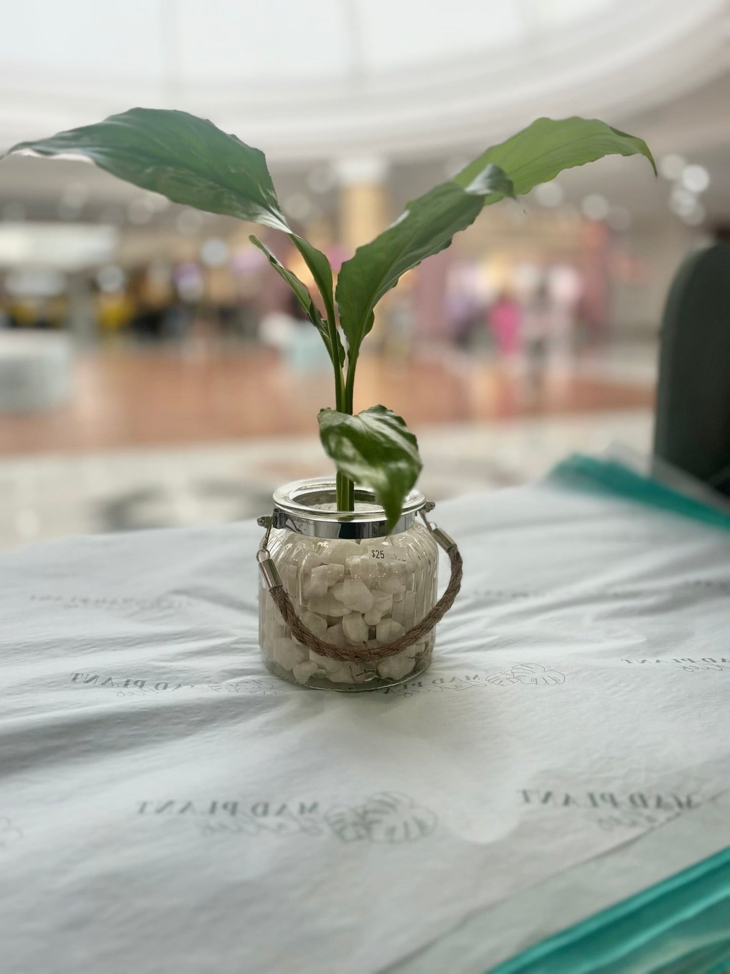 Rustic Vase with Peace Lily