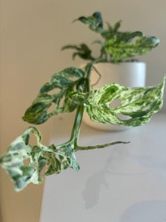 *NEW* *RARE* Monstera Adansonii Mint, Swiss Cheese Plant, Variegated Adansonii