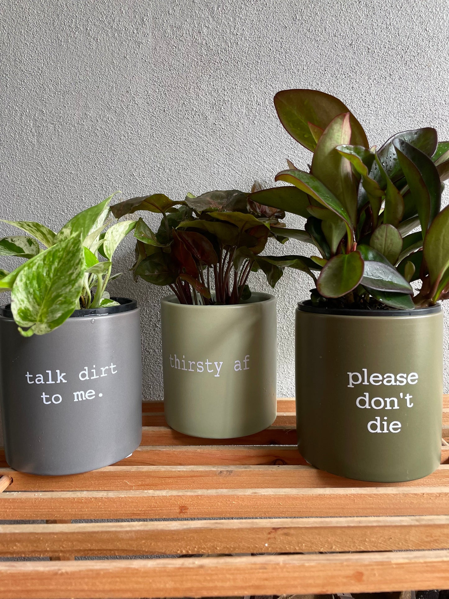 'future dead plant' Pun Pot