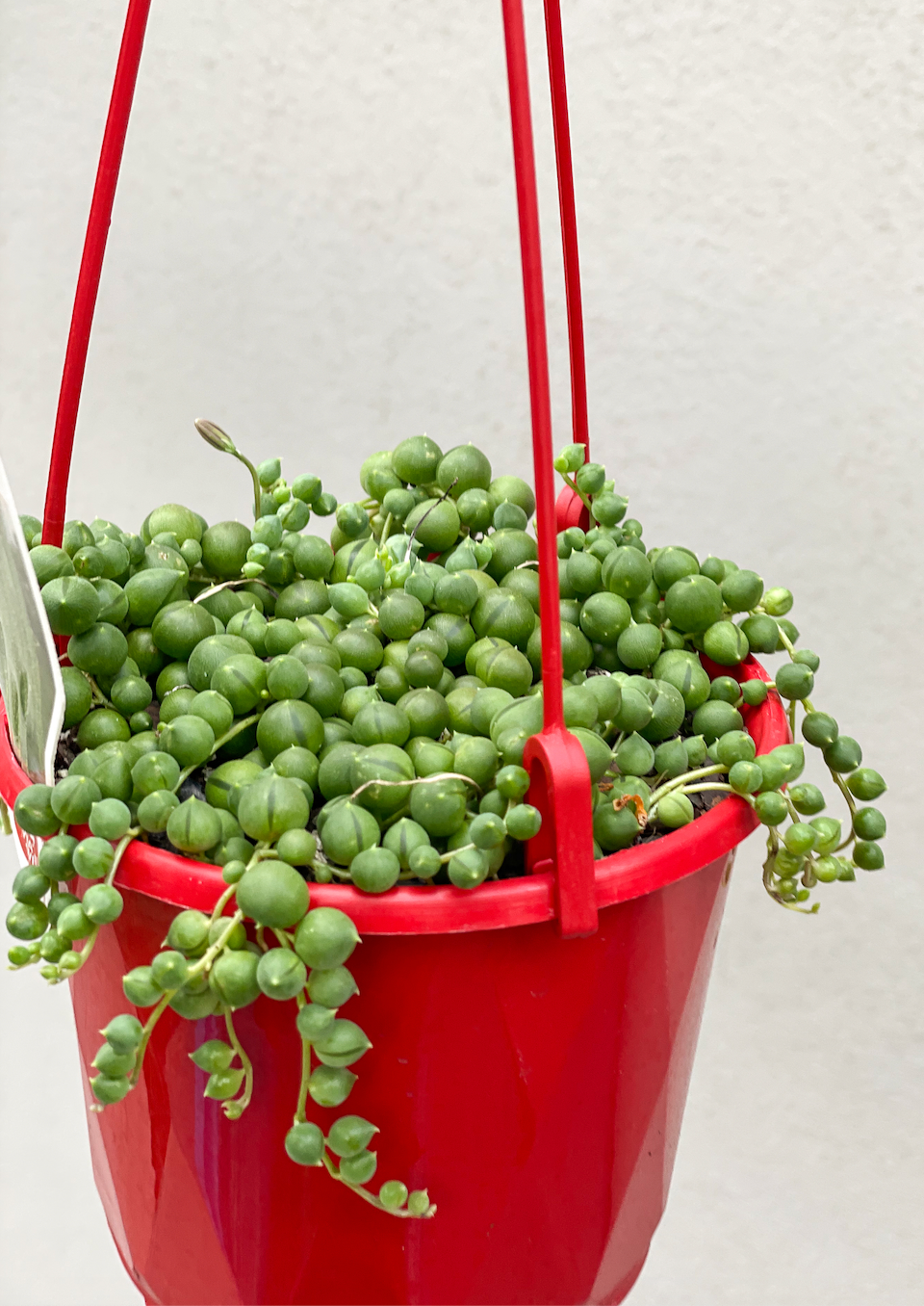 String of Pearls, String of Pearls Brisbane, String of Pearls for sale Brisbane south,  indoor plants Brisbane, indoor plants Brisbane southside, brisbane indoor plants, potted plants Brisbane southside, plant small business near me, buy indoor plants online Brisbane, indoor plants brisbane for sale, buy indoor plants online Brisbane southside, buy indoor plants Brisbane southside,