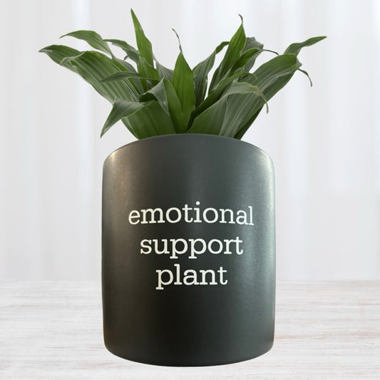 FUN plant pots, gifts for plant lovers, gifts for gardeners, funny plant pots, novelty plant pots, indoor plant pot, garden pots in Brisbane, plant pots Brisbane, plant pots near me, indoor planter pot, pot planter, indoor plant pots Brisbane, interesting plant pot, mad plant ladies, 
