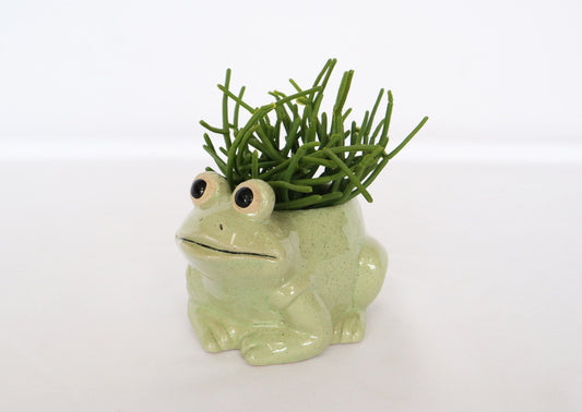FUN plant pots, gifts for plant lovers, gifts for gardeners, funny plant pots, novelty plant pots, indoor plant pot, garden pots in Brisbane, plant pots Brisbane, plant pots near me, indoor planter pot, pot planter, indoor plant pots Brisbane, interesting plant pot, mad plant ladies, 
