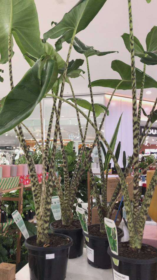 Alocasia Zebrina
