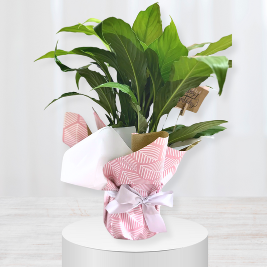 Peace Lily Slump Bowl Gift Delivery