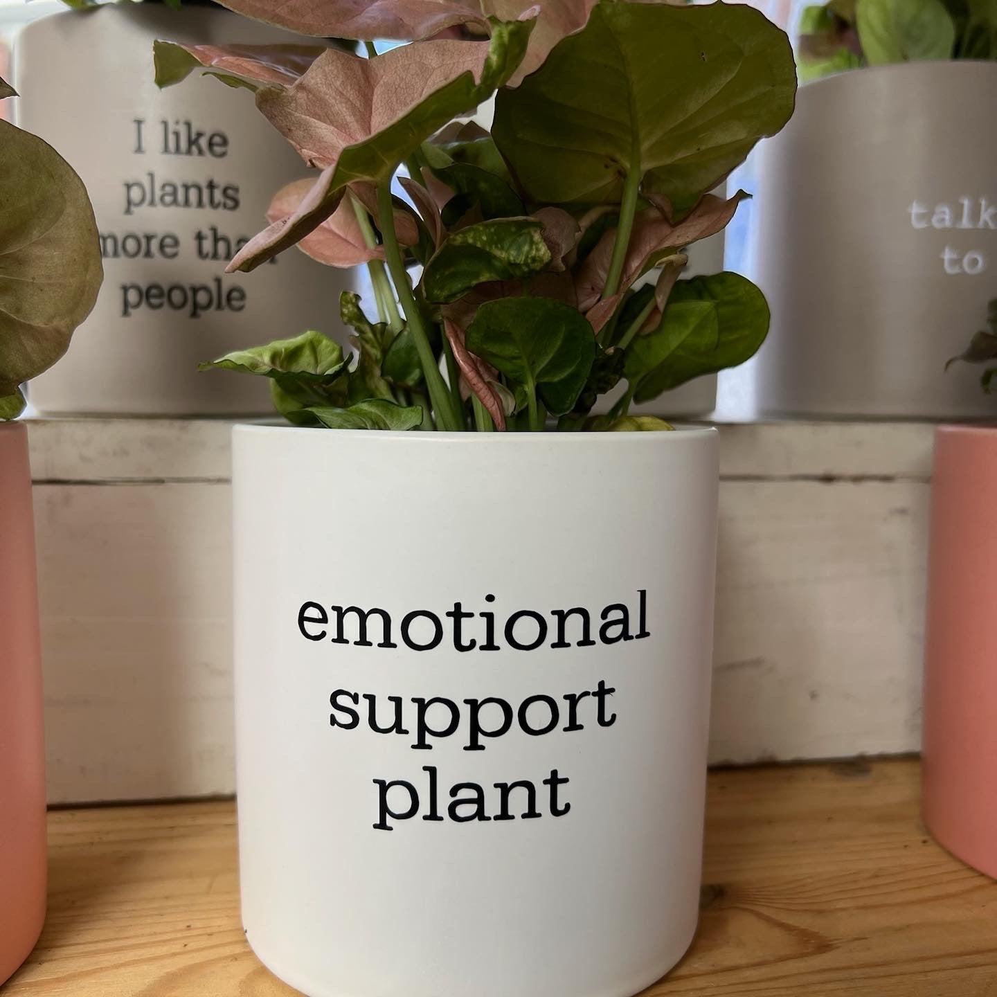 pun pot, emotional support plant, funny planter, cute and funny pot, mad plant ladies funny pot, 