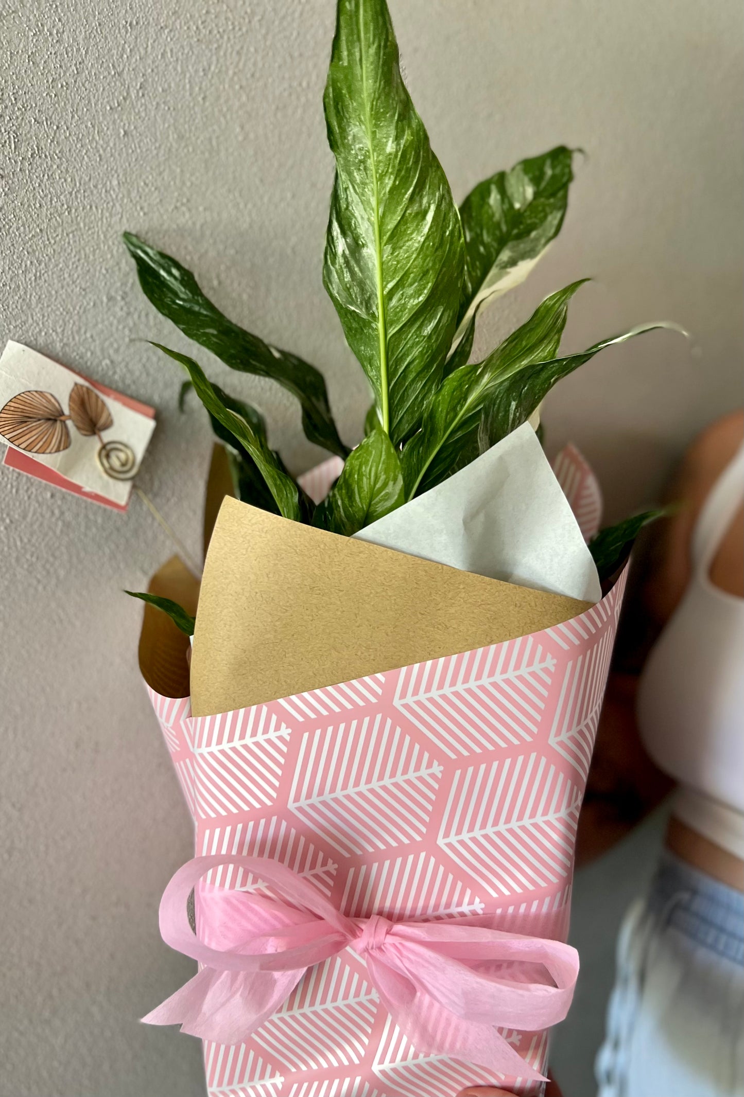 Peace Lily + Pot gift - FREE Same day delivery