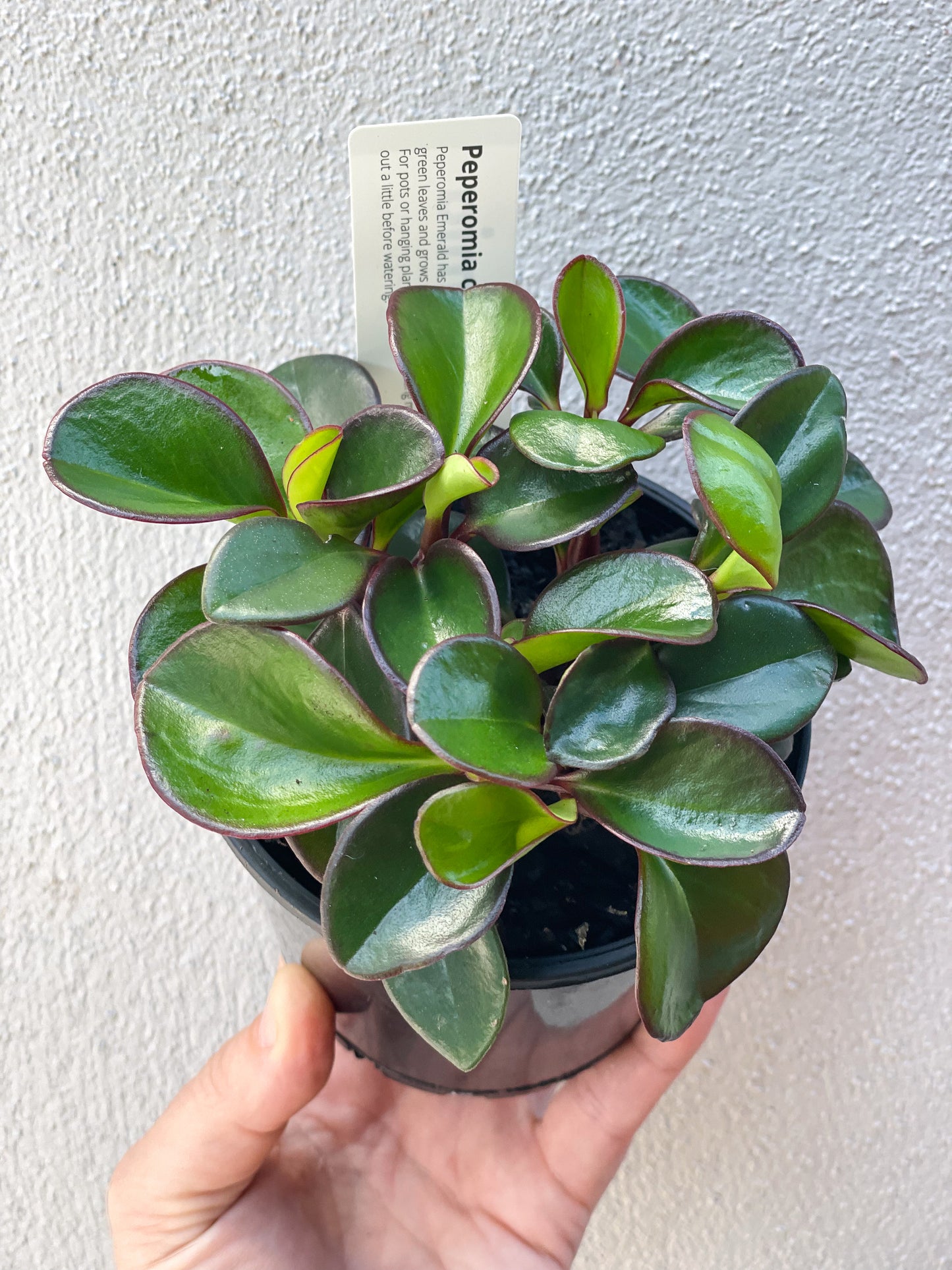 Peperomia Red Edge Brisbane, Peperomia Red Edge for sale Brisbane south,  indoor plants Brisbane, indoor plants Brisbane southside, brisbane indoor plants, potted plants Brisbane southside, plant small business near me, buy indoor plants online Brisbane, indoor plants brisbane for sale, buy indoor plants online Brisbane southside, buy indoor plants Brisbane southside,