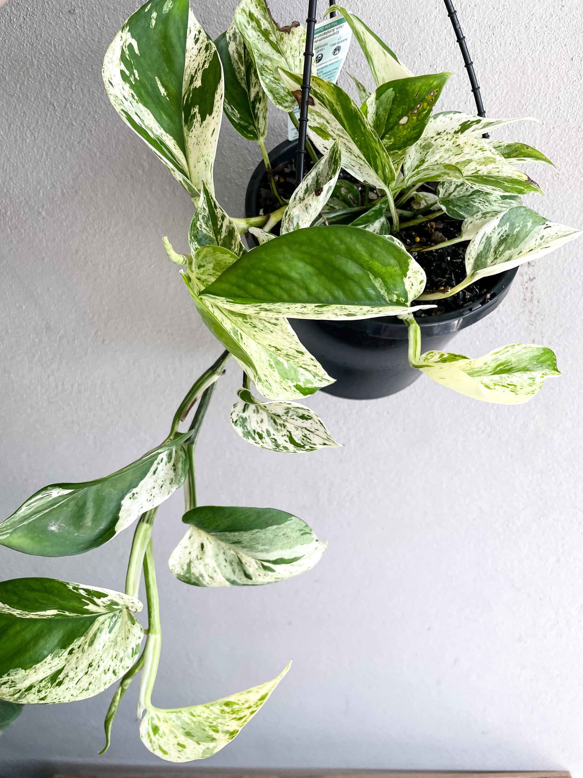 Pothos Marble Queen - Epipremnum Aureum - Mad Plant Ladies