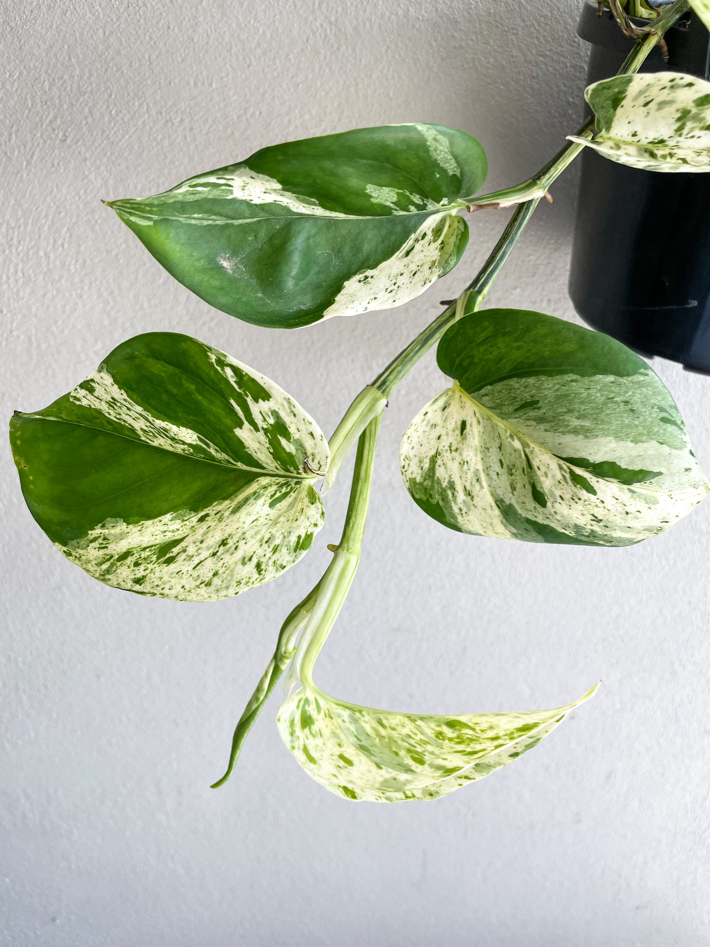 Pothos Marble Queen - Epipremnum Aureum - Mad Plant Ladies