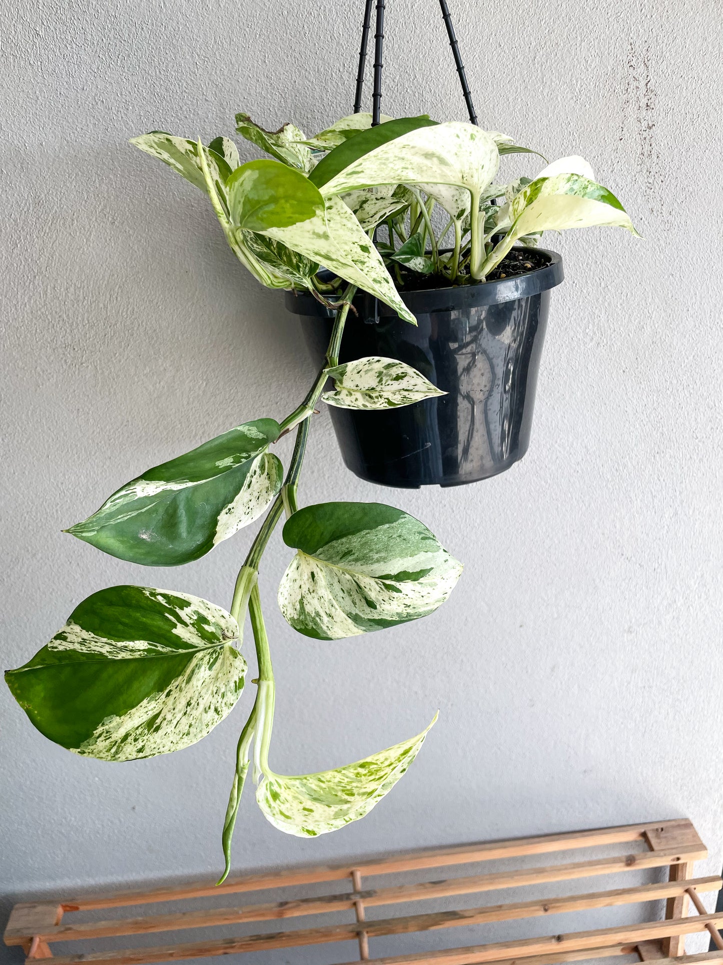 Pothos Marble Queen - Epipremnum Aureum - Mad Plant Ladies