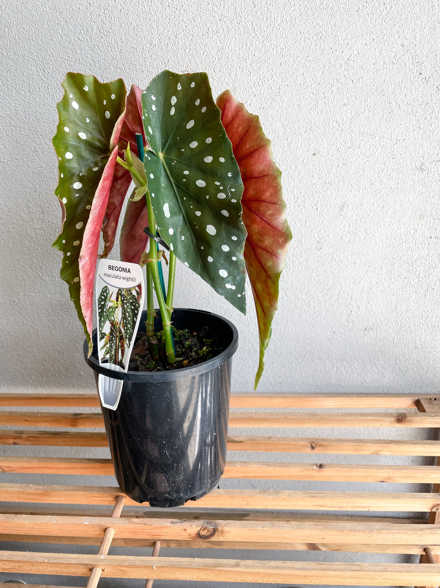 Begonia Maculata, Polka Dot Plant