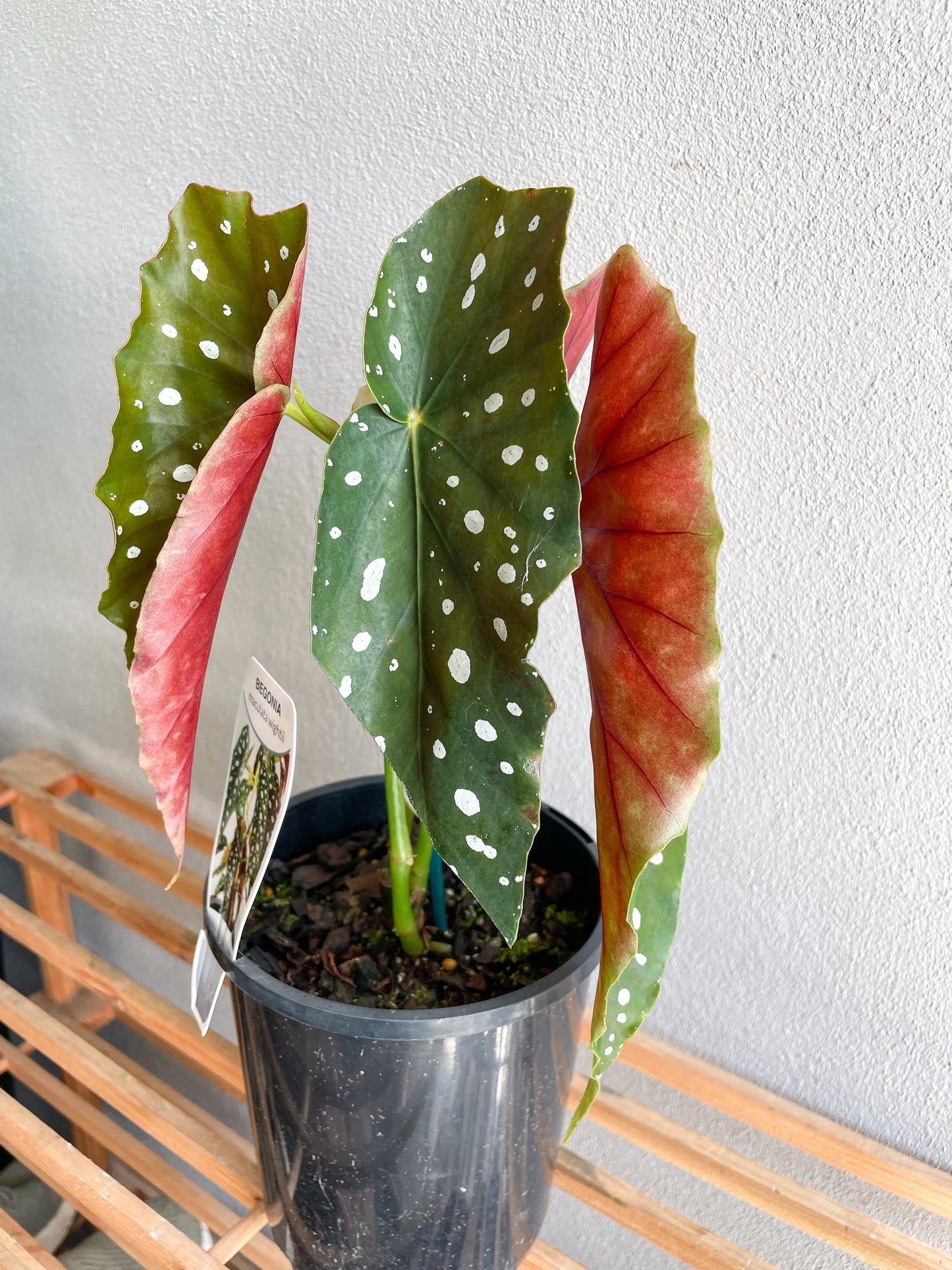 Begonia Maculata, Polka Dot Plant