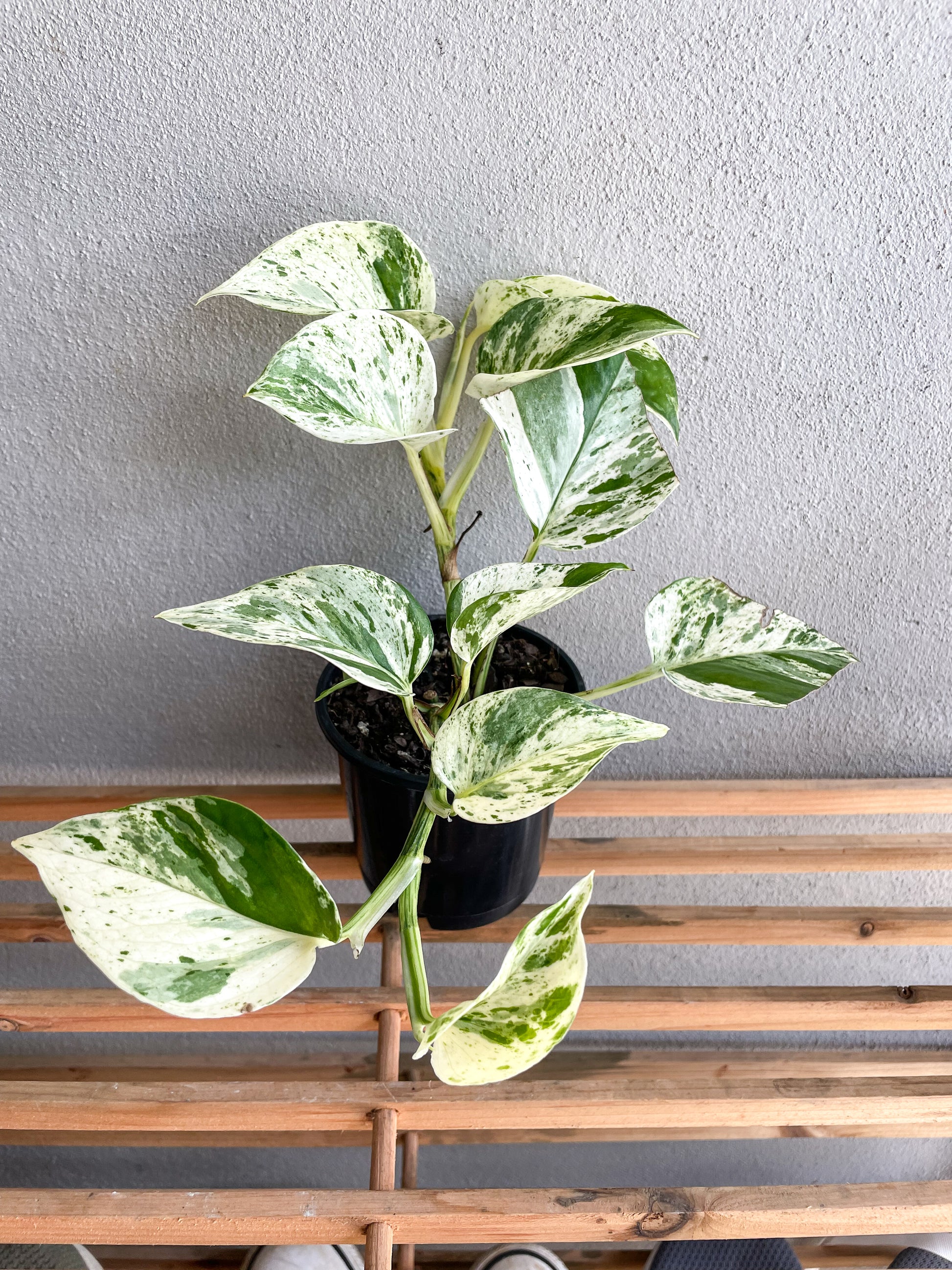 Pothos Marble Queen - Epipremnum Aureum - Mad Plant Ladies