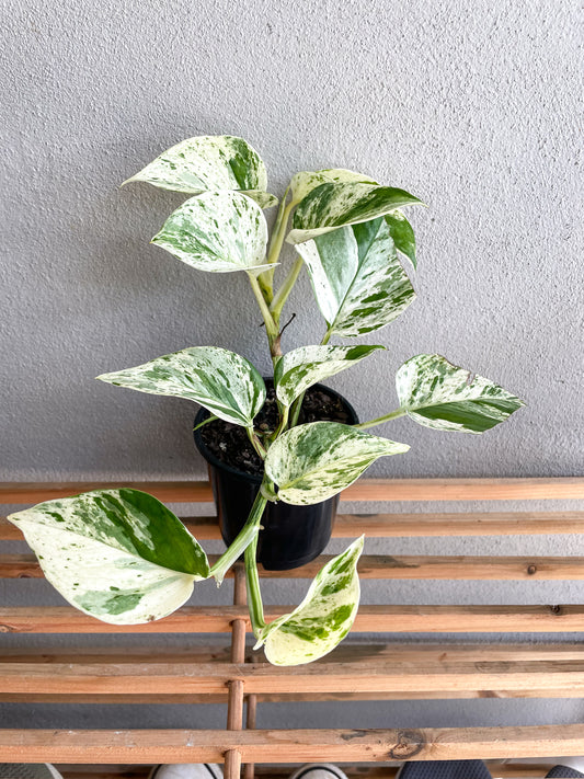 Pothos Marble Queen - Epipremnum Aureum - Mad Plant Ladies