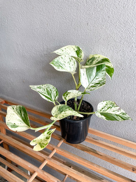 Pothos Marble Queen - Epipremnum Aureum - Mad Plant Ladies