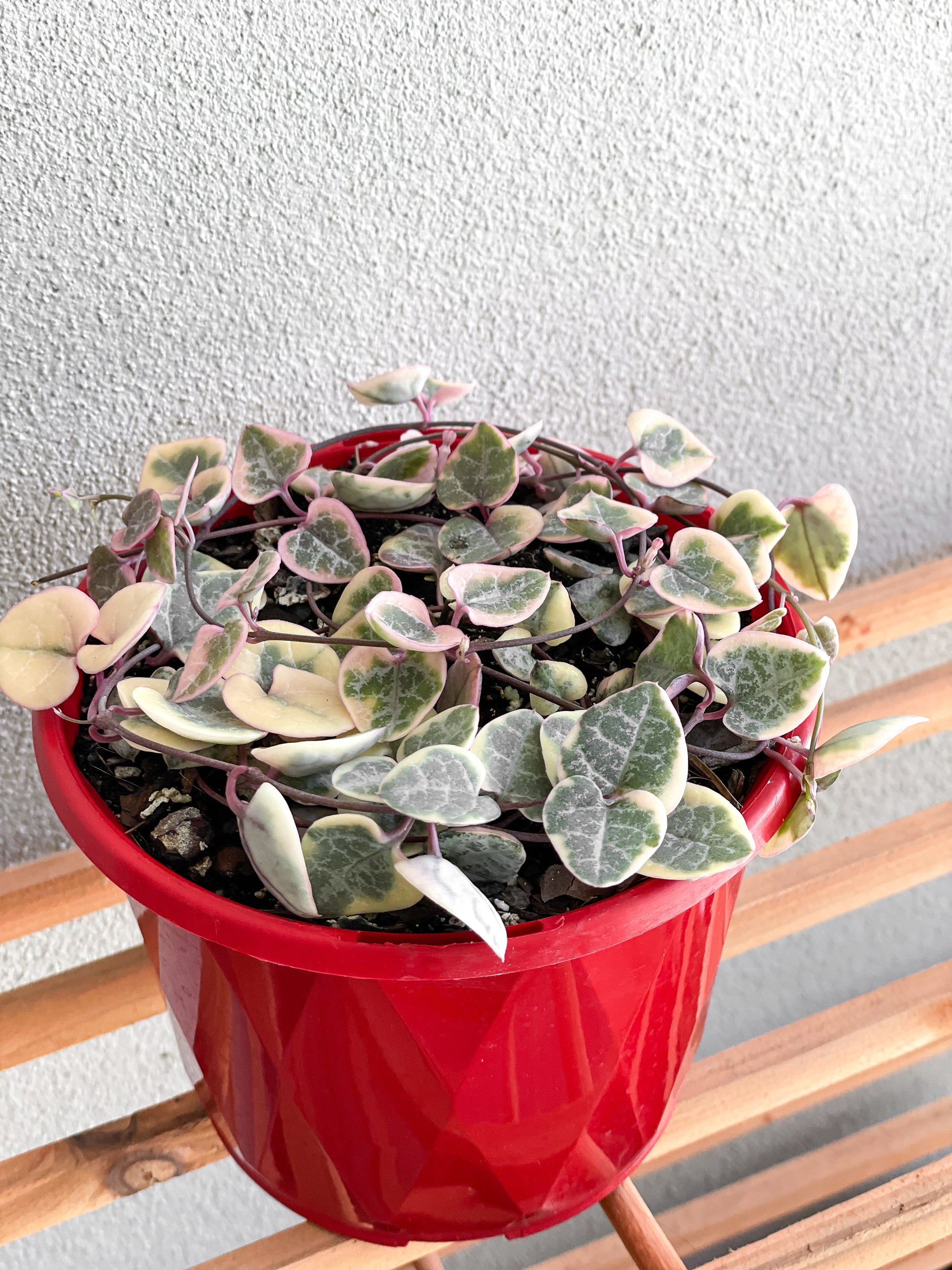 Variegated Chain of Hearts, Variegated Chain of Hearts Brisbane, Variegated Chain of Hearts for sale Brisbane south,  indoor plants Brisbane, indoor plants Brisbane southside, brisbane indoor plants, potted plants Brisbane southside, plant small business near me, buy indoor plants online Brisbane, indoor plants brisbane for sale, buy indoor plants online Brisbane southside, buy indoor plants Brisbane southside,