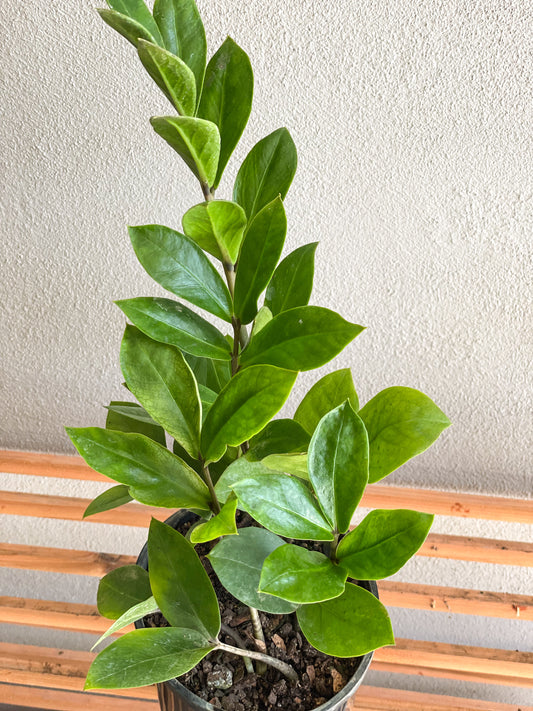 ZZ Plant, ZZ Plant Brisbane, ZZ Plant for sale Brisbane south,  indoor plants Brisbane, indoor plants Brisbane southside, brisbane indoor plants, potted plants Brisbane southside, plant small business near me, buy indoor plants online Brisbane, indoor plants brisbane for sale, buy indoor plants online Brisbane southside, buy indoor plants Brisbane southside,