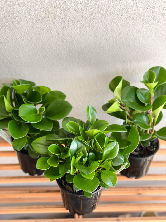 Peperomia Burgundy Ripple, Peperomia Jade Brisbane, Peperomia Jade for sale Brisbane south,  indoor plants Brisbane, indoor plants Brisbane southside, brisbane indoor plants, potted plants Brisbane southside, plant small business near me, buy indoor plants online Brisbane, indoor plants brisbane for sale, buy indoor plants online Brisbane southside, buy indoor plants Brisbane southside,