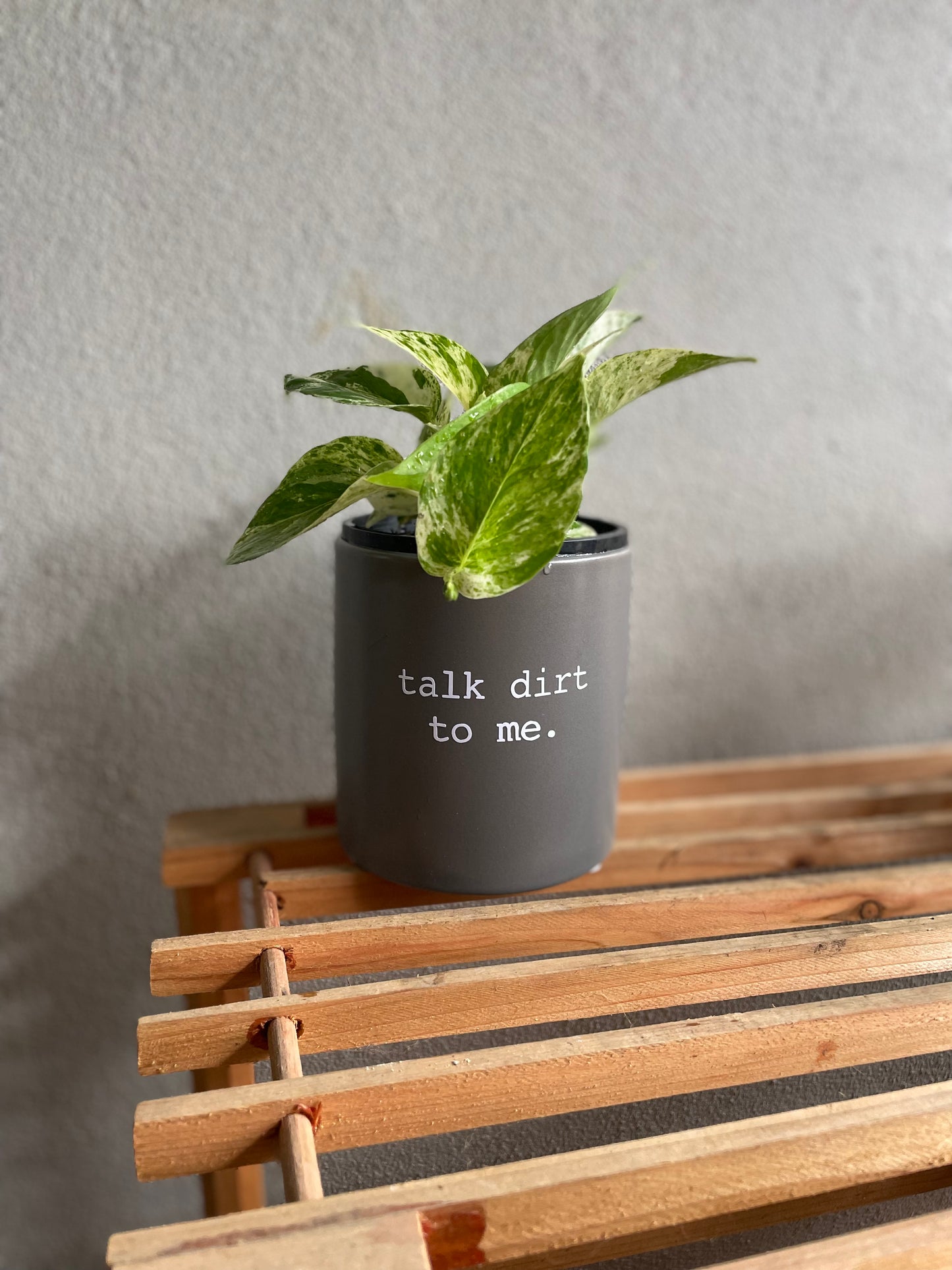 pun pot, funny pot, funny planter, cute punny pot, feeling cute mught die later pot