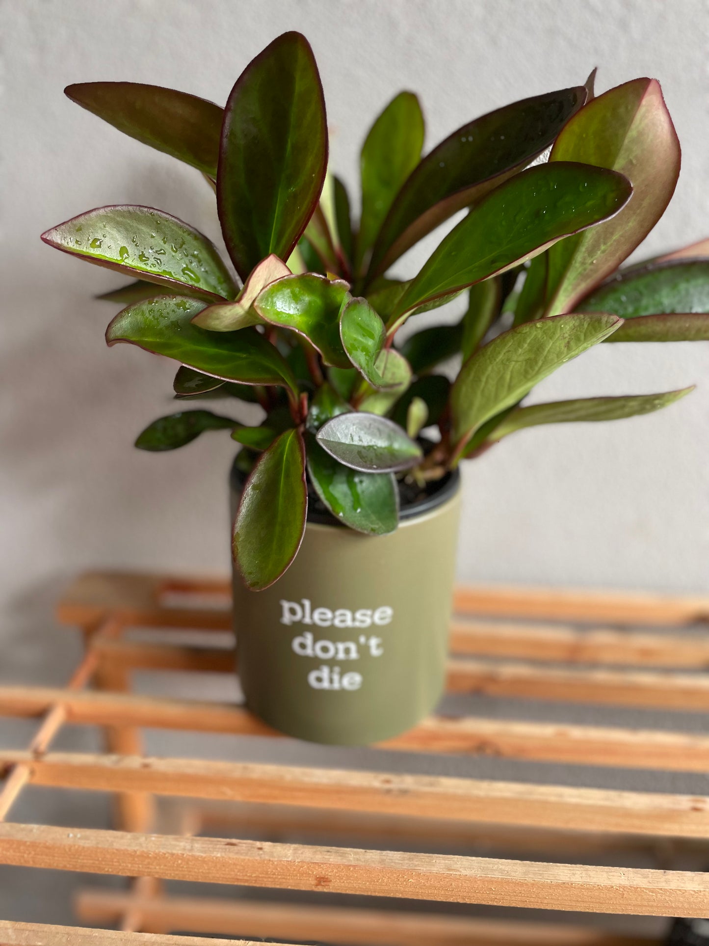 'I like plants more than people' Pun Pot