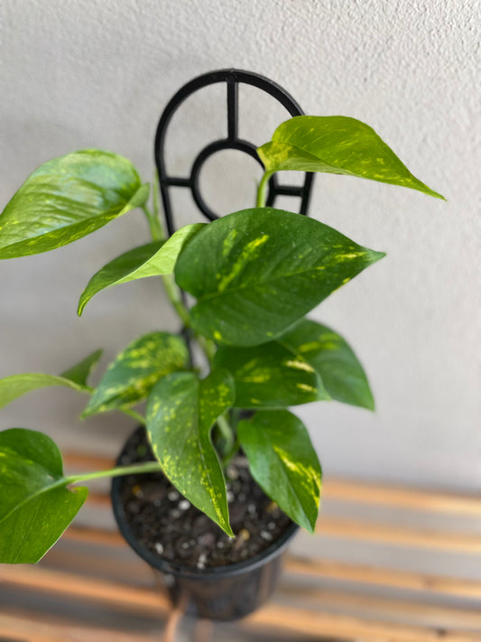 Devil's Ivy, Pothos Scindapsis Green & Gold, Epipremnum Aureum - Mad Plant Ladies