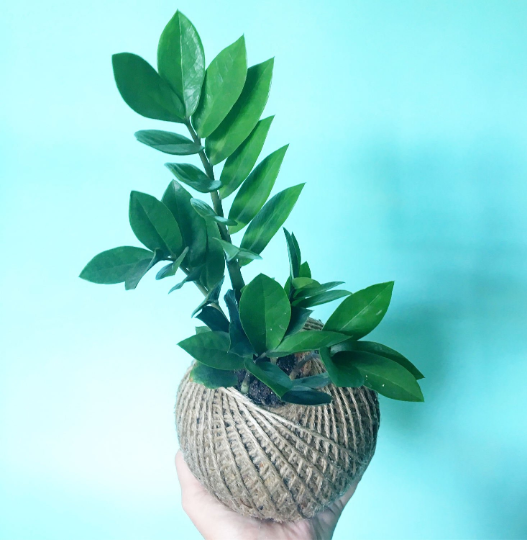 Zanzibar Gem Kokedama