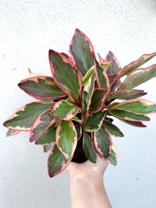 Peperomia Jelly Brisbane, Peperomia Jelly for sale Brisbane south,  indoor plants Brisbane, indoor plants Brisbane southside, brisbane indoor plants, potted plants Brisbane southside, plant small business near me, buy indoor plants online Brisbane, indoor plants brisbane for sale, buy indoor plants online Brisbane southside, buy indoor plants Brisbane southside,