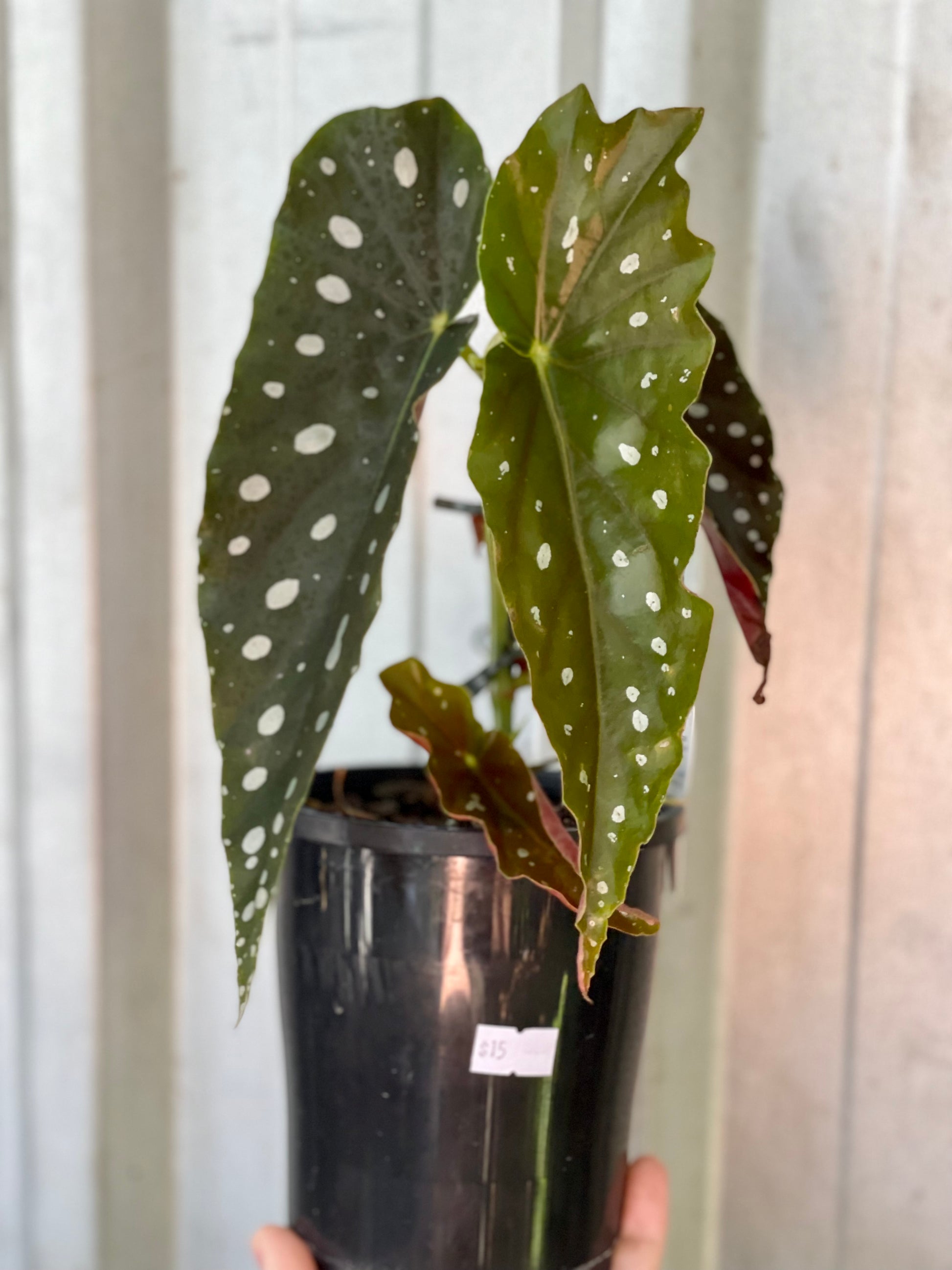 Begonia Maculata Brisbane, Begonia Maculata for sale Brisbane south,  indoor plants Brisbane, indoor plants Brisbane southside, brisbane indoor plants, potted plants Brisbane southside, plant small business near me, buy indoor plants online Brisbane, indoor plants brisbane for sale, buy indoor plants online Brisbane southside, buy indoor plants Brisbane southside,