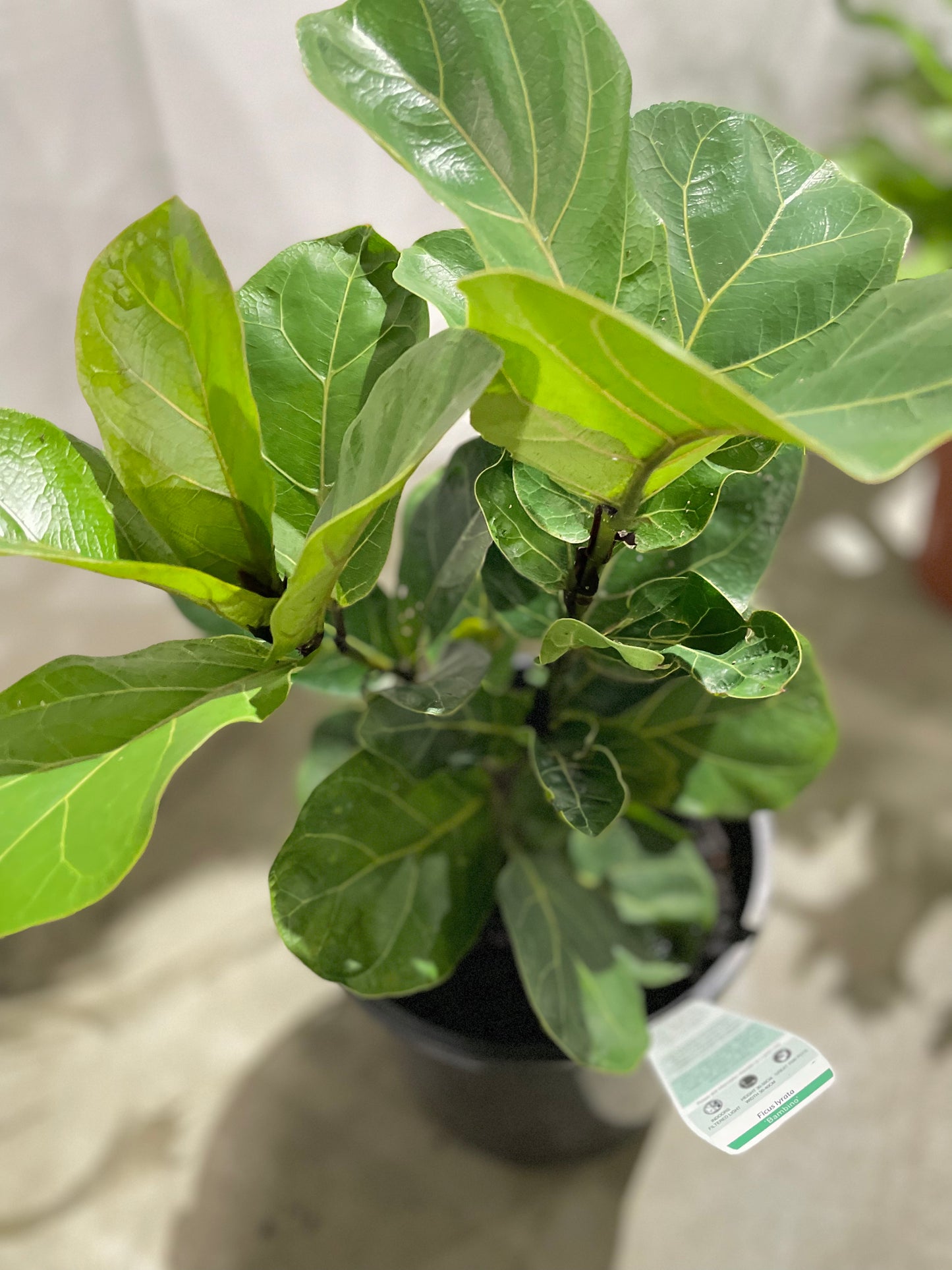Bambino Fiddle Leaf Fig, Ficus Lyrata