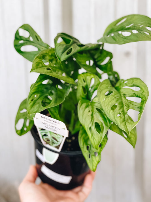 Indoor Plants Local pickup and delivery only tagged "indoor plants