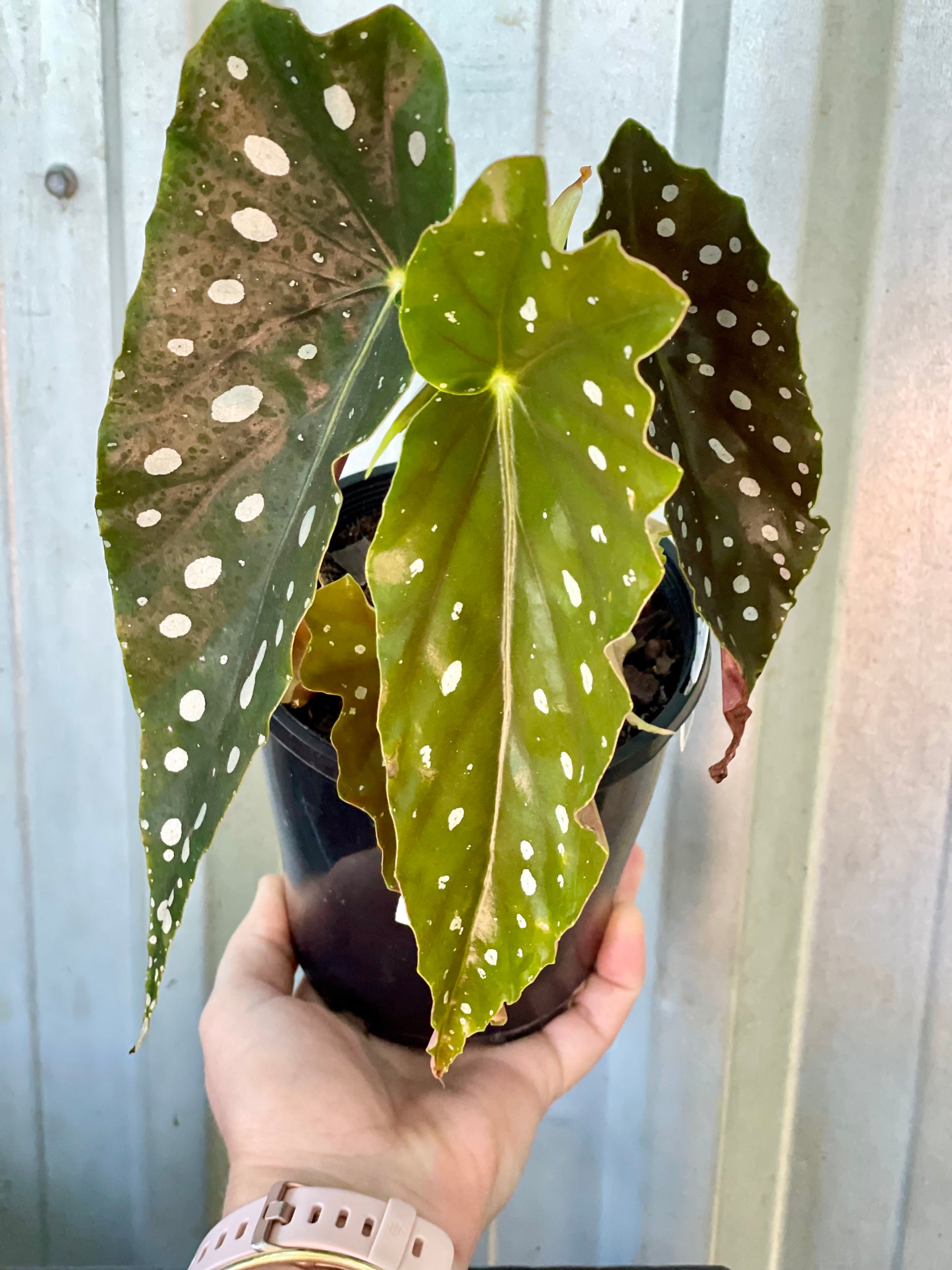 Begonia Maculata Brisbane, Begonia Maculata for sale Brisbane south,  indoor plants Brisbane, indoor plants Brisbane southside, brisbane indoor plants, potted plants Brisbane southside, plant small business near me, buy indoor plants online Brisbane, indoor plants brisbane for sale, buy indoor plants online Brisbane southside, buy indoor plants Brisbane southside,