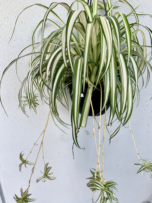 *NEW* Chlorophytum Comosum, Ribbon Plant, Spider Plant,  INDOOR PLANTS BRISBANE, INDOOR PLANTS NEAR ME, INDOOR PLANTS LOGAN, SMALL BUSINESS BRISBANE, EASY TO CARE FOR PLANTS, indoor plants online,  SHOP SMALL BRISBANE, PLANTERS NEAR ME,  large indoor plants, indoor plants Brisbane, indoor plants, indoor plant, house plants EASY TO CARE FOR PLANTS, brisbane indoor plants