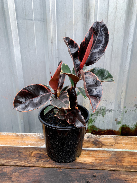 Ficus Ruby Brisbane, Ficus Ruby for sale Brisbane south,  indoor plants Brisbane, indoor plants Brisbane southside, brisbane indoor plants, potted plants Brisbane southside, plant small business near me, buy indoor plants online Brisbane, indoor plants brisbane for sale, buy indoor plants online Brisbane southside, buy indoor plants Brisbane southside,