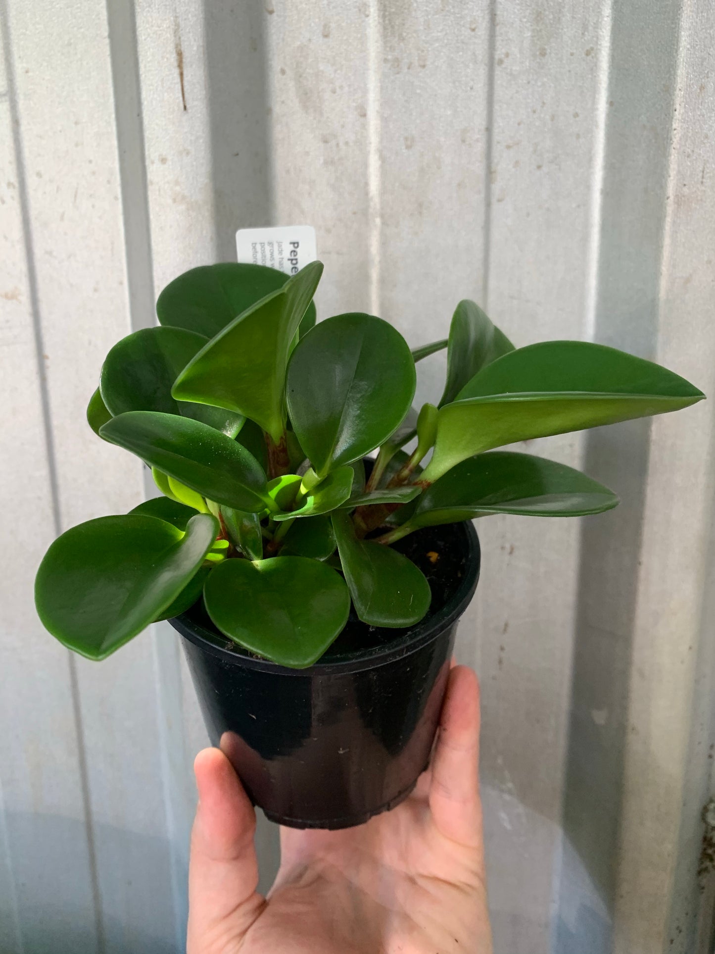 Peperomia Emerald