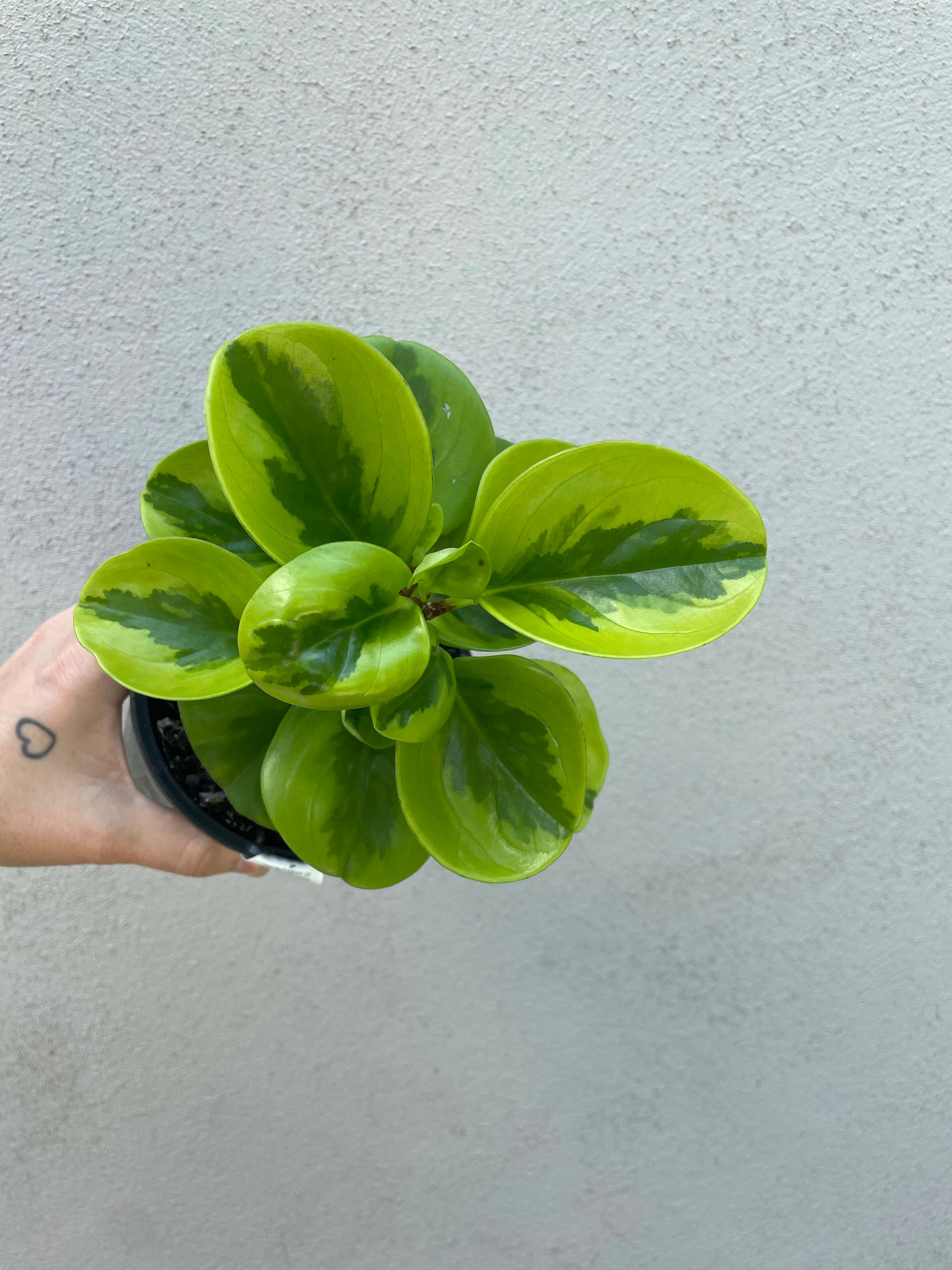 Peperomia Lemon Lime, Peperomia Lemon Lime Brisbane, Peperomia Lemon Lime for sale Brisbane south,  indoor plants Brisbane, indoor plants Brisbane southside, brisbane indoor plants, potted plants Brisbane southside, plant small business near me, buy indoor plants online Brisbane, indoor plants brisbane for sale, buy indoor plants online Brisbane southside, buy indoor plants Brisbane southside,