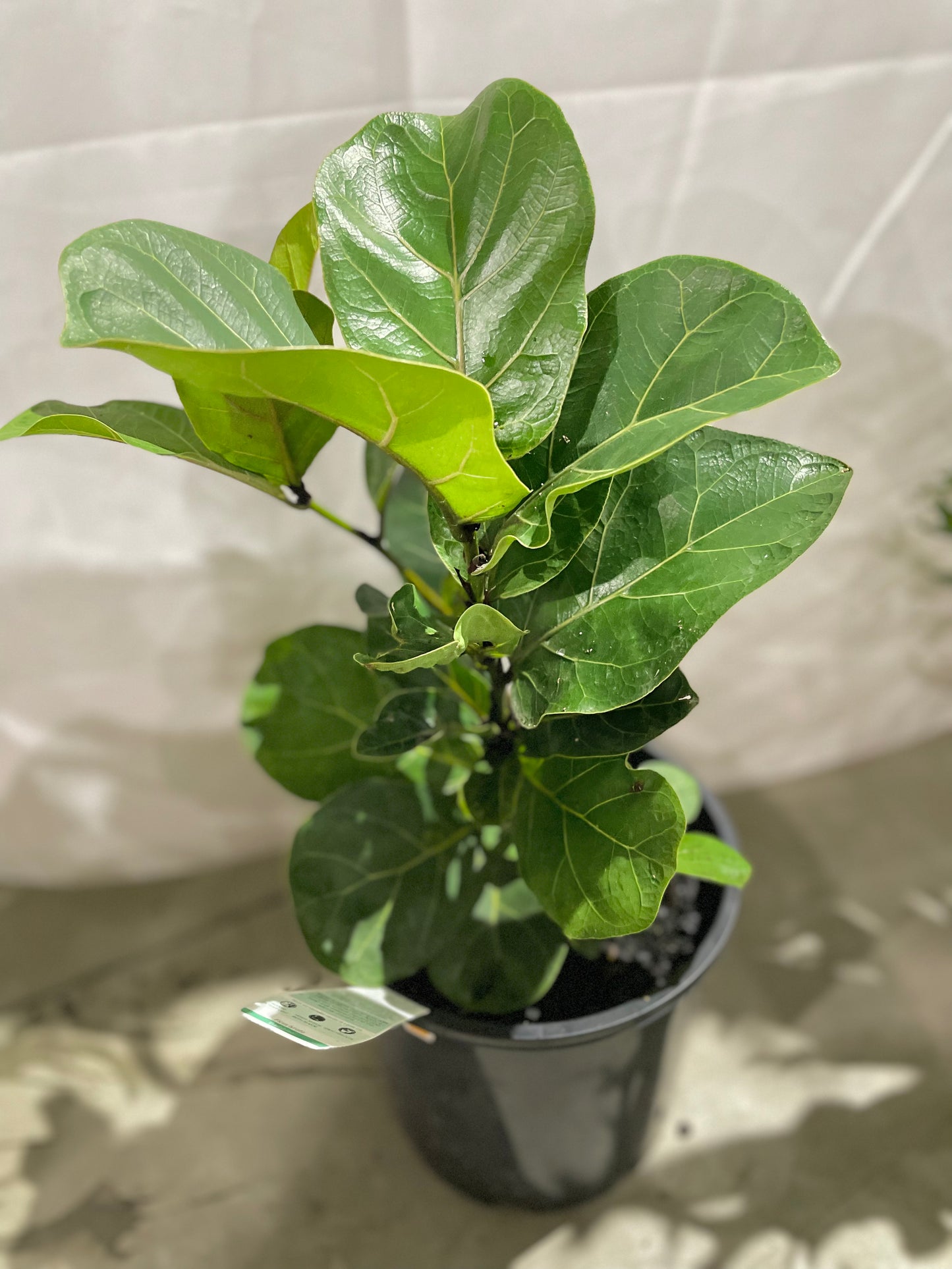 Bambino Fiddle Leaf Fig, Ficus Lyrata