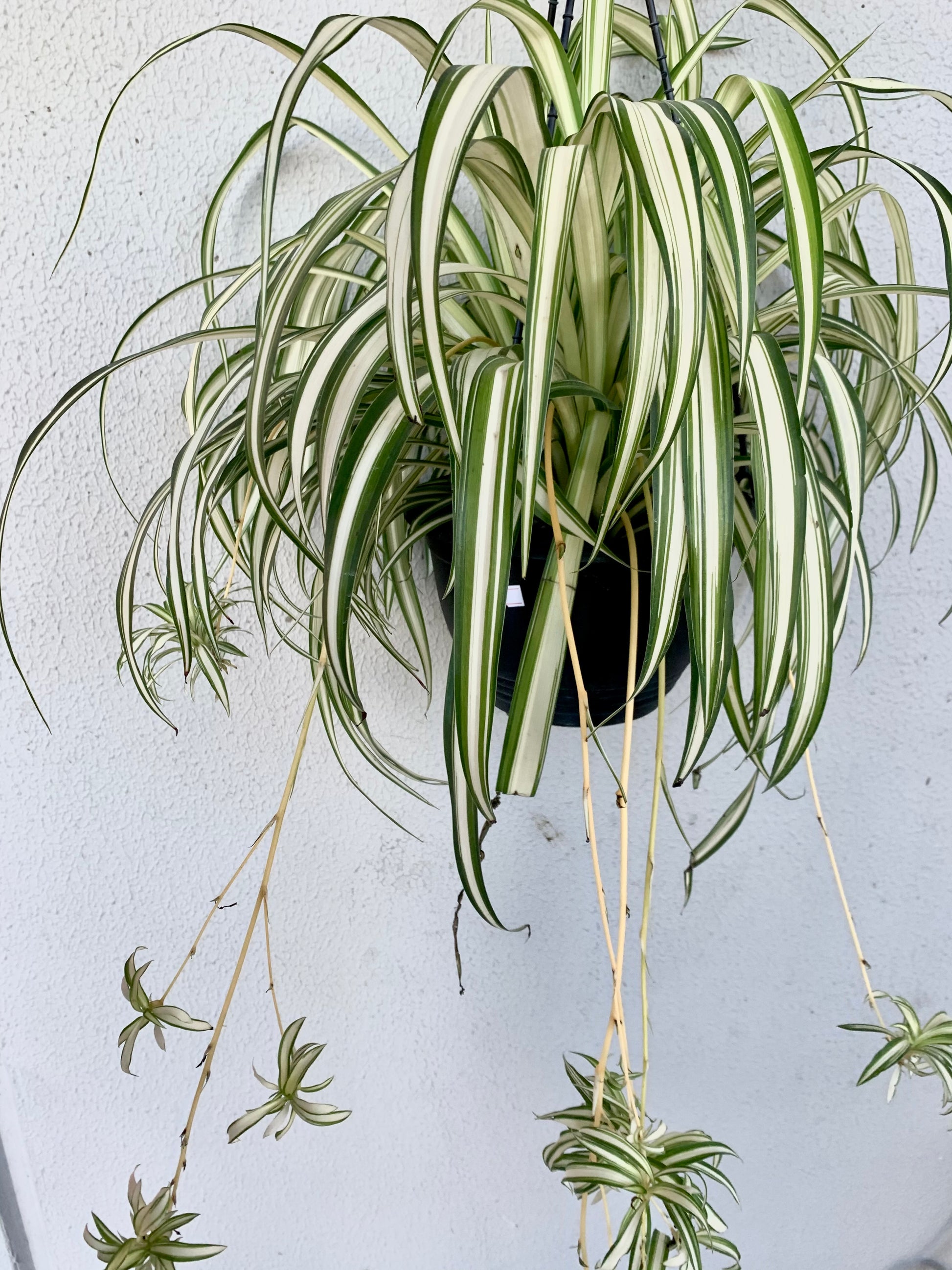 *NEW* Chlorophytum Comosum, Ribbon Plant, Spider Plant,  INDOOR PLANTS 